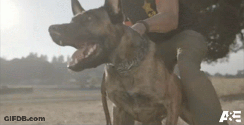 Two Dogs Held By Person With A & E GIF