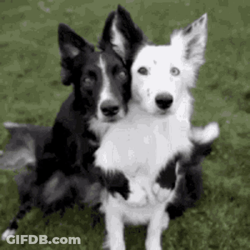 Two Dogs Hugging GIF