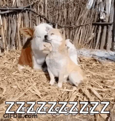 Two Dogs Hugging In Hay With Zzzzzzzzzzz GIF