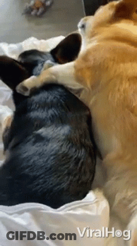 Two Dogs Hugging On Bed Viralhog GIF