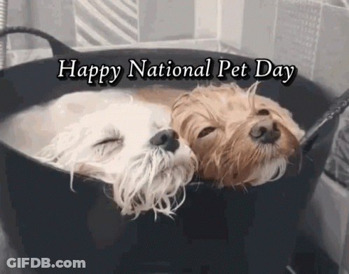 Two Dogs In A Tub Happy National Pet Day GIF