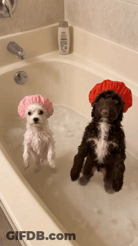 Two Dogs In Bathtub One Wearing Pink Shower Cap GIF