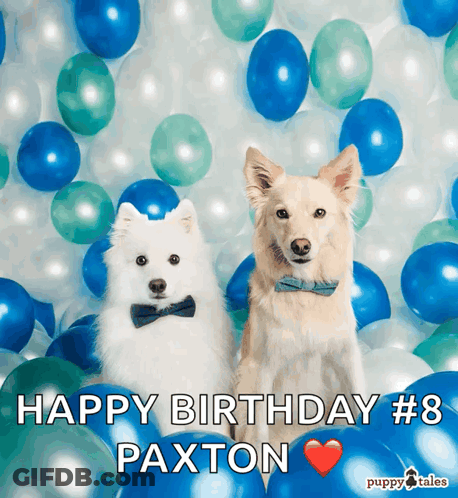 Two Dogs In Bow Ties With Balloons Happy Birthday Paxton GIF