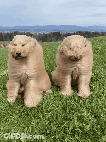 Two Dogs In Grassy Field With Mountains GIF