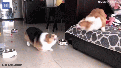 Two Dogs In Living Room With Bowls And Newsflare Logo GIF