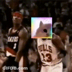 Two Dogs In Sunglasses Hats Enjoy Beach Weekend GIF