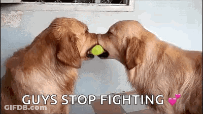 Two Dogs Kissing With Tennis Ball GIF