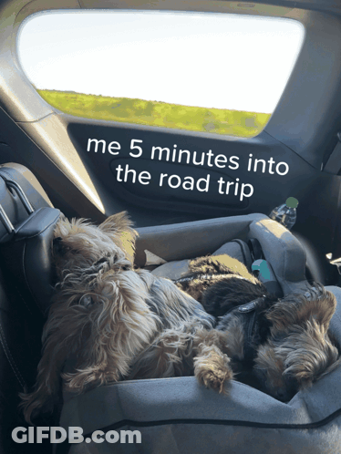 Two Dogs Laying In A Car With The Words " Me 5 Minutes Into The Road Trip " On The Side GIF