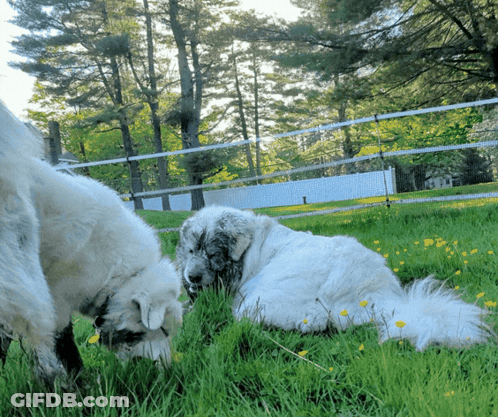 Two Dogs Laying In Grass One Eating Grass GIF