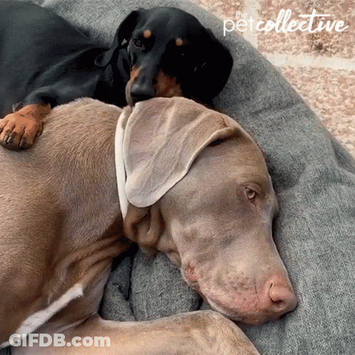 Two Dogs Laying Next To Each Other Petcollective GIF