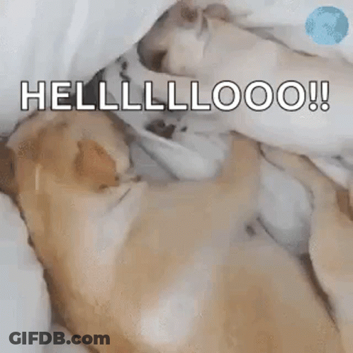 Two Dogs Laying On Bed GIF