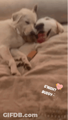 Two Dogs Laying On Bed Saying G'Night Buddy GIF