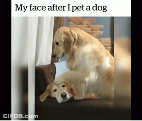 Two Dogs Laying On Couch My Face After I Pet A Dog GIF