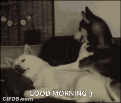Two Dogs Laying On Couch Saying Good Morning GIF
