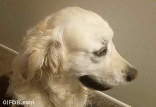 Two Dogs Laying On Floor One Sitting GIF