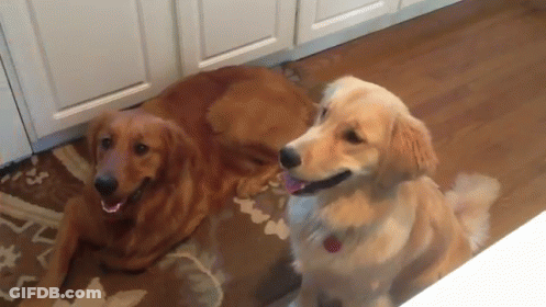 Two Dogs Laying On Floor One Sitting GIF
