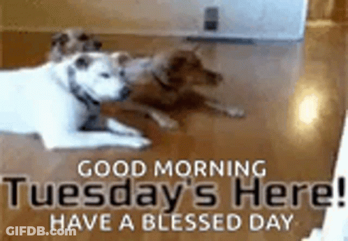Two Dogs Laying On Floor Saying Good Morning Tuesday Have A Blessed Day GIF