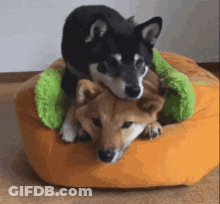 Two Dogs Laying On Orange Cushion GIF