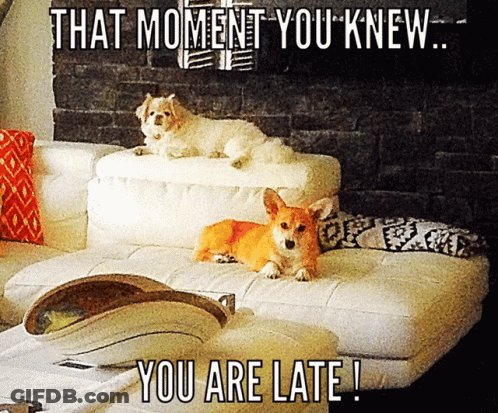 Two Dogs Laying On White Couch That Moment You Knew You Are Late GIF