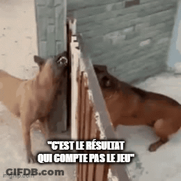 Two Dogs Licking Nose GIF