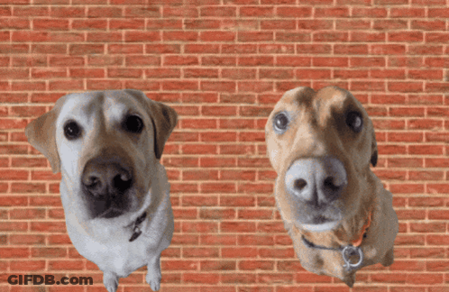 Two Dogs Looking At Camera With Brick Wall GIF