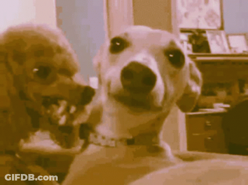 Two Dogs Looking At Each Other With I Love You Collar GIF