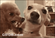 Two Dogs Looking At Each Other With Toothpick GIF
