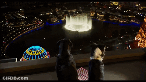 Two Dogs Looking At Fountain In City GIF