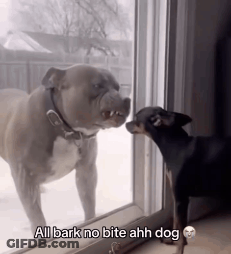 Two Dogs Looking Out Window All Bark No Bite Ahh Dog GIF