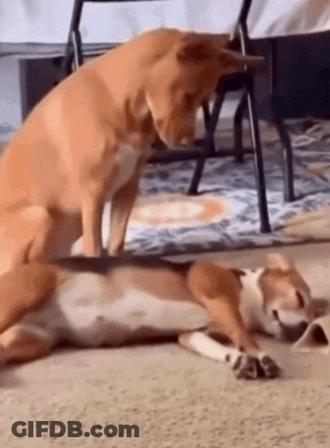 Two Dogs Lying And Sitting GIF