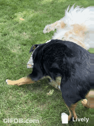Two Dogs Lying In Grass Lively GIF