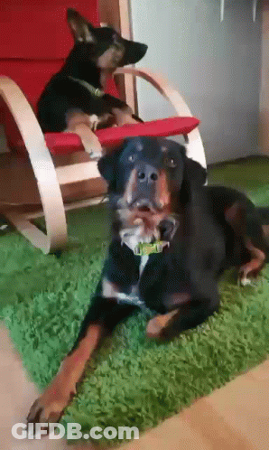 Two Dogs Lying On Green Rug, One In Chair GIF