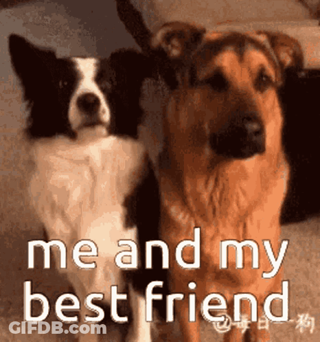 Two Dogs Next To Each Other GIF