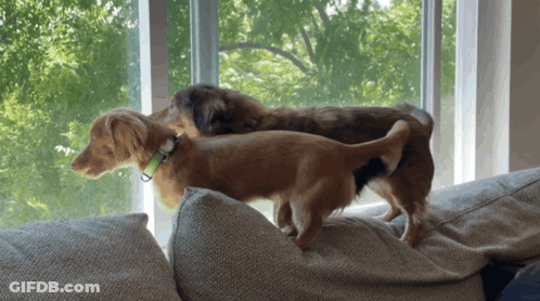 Two Dogs On Couch Looking Out Window GIF