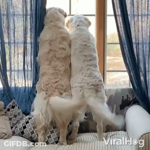 Two Dogs On Hind Legs At Window Viralhog GIF