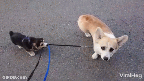 Two Dogs On Leash Viralhog GIF