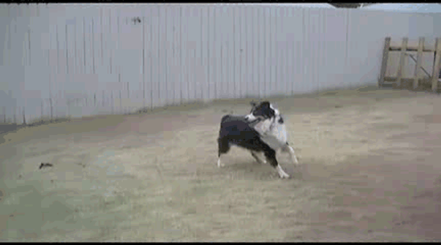 Two Dogs Playing Frisbee GIF