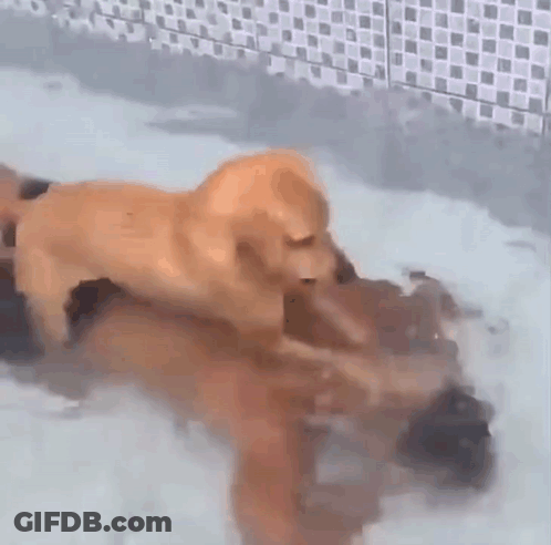 Two Dogs Playing In Pool, One On Top GIF