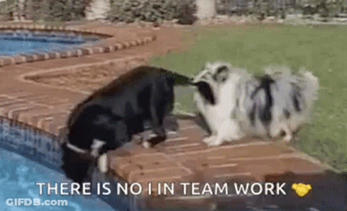 Two Dogs Playing In Pool With Team Work GIF