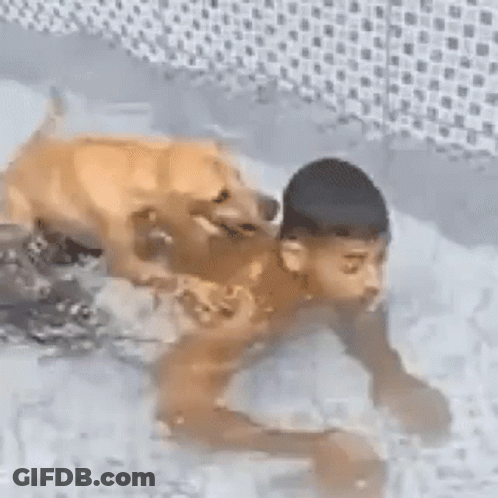 Two Dogs Playing In Snow, One Biting GIF