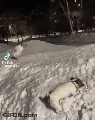 Two Dogs Playing In Snow With TikTok Watermark GIF