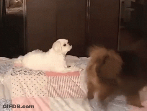 Two Dogs Playing On Bed GIF
