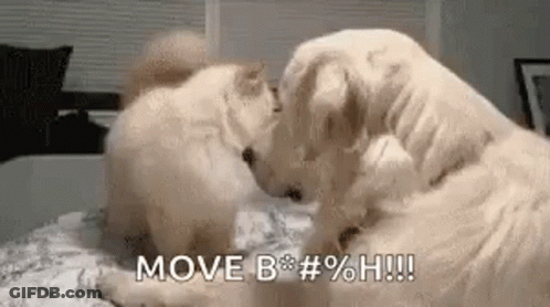 Two Dogs Playing On Bed Licking Face GIF