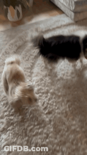 Two Dogs Playing On Carpet In Living Room GIF