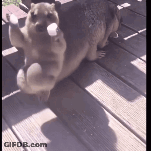 Two Dogs Playing On Deck With Marshmallow GIF