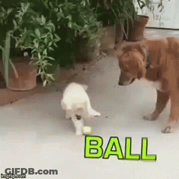 Two Dogs Playing With Ball GIF