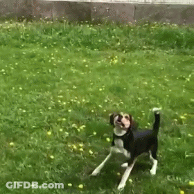 Two Dogs Playing With Ball In Grass GIF