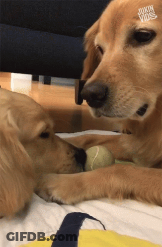 Two Dogs Playing With Tennis Ball GIF