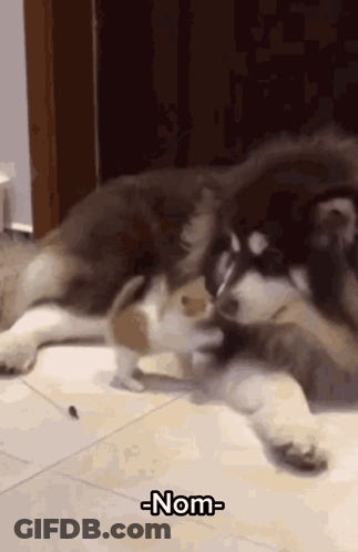 Two Dogs Playing With Word Nom GIF
