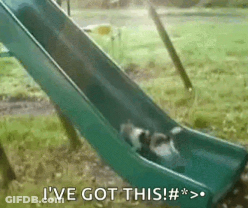 Two Dogs Riding Slide Saying I've Got This GIF